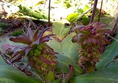 Eucomis autumnalis