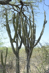 Cereus forbesii