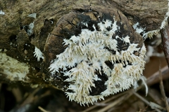 Hydnocristella himantia