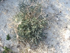 Matthiola fruticulosa