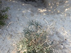 Matthiola fruticulosa