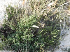 Thymus lacaitae