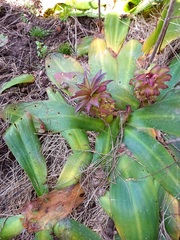 Eucomis autumnalis