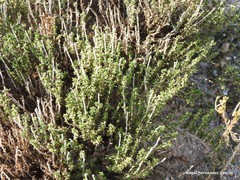 Thymus lacaitae