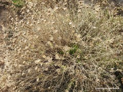 Centaurea hyssopifolia