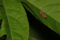 Lepidoptera