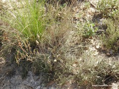 Frankenia thymifolia