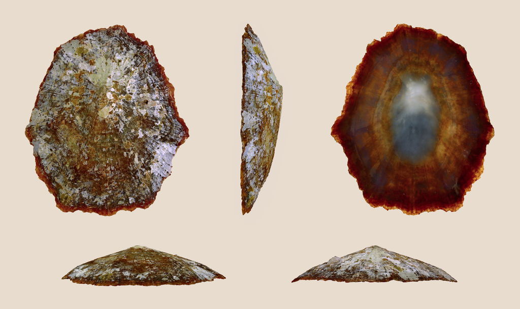 Patella candei