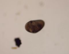 Cypridoidea