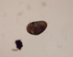 Cypridoidea