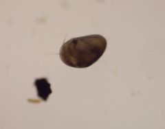 Cypridoidea