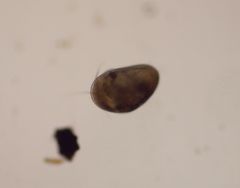 Cypridoidea