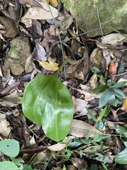 Scadoxus membranaceus