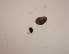 Cypridoidea