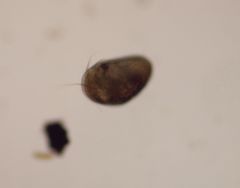 Cypridoidea
