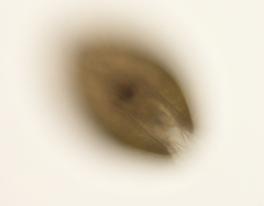 Cypridoidea