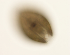 Cypridoidea