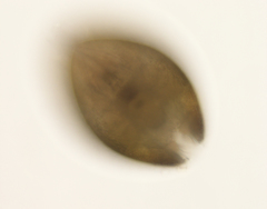 Cypridoidea