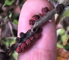 Kokkocynips difficilis