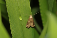 Lepidoptera