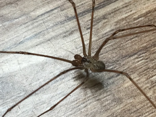 Physocyclus dugesi