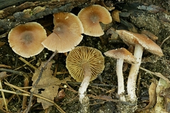 Cortinarius biriensis