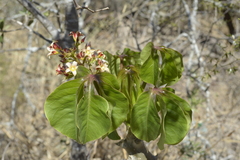 Jatropha macrocarpa
