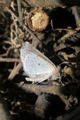 Mallomus