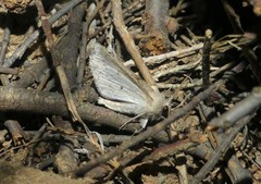 Mallomus
