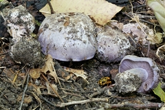 Cortinarius luhmannii