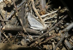Mallomus