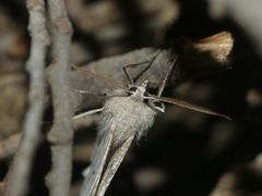 Mallomus