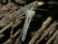 Mallomus