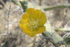 Opuntia amyclaea