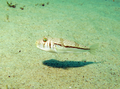 Torquigener pleurogramma