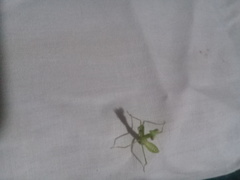 Stagmatoptera femoralis