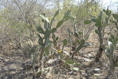 Opuntia amyclaea