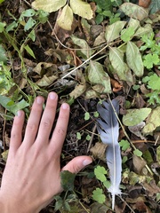 Columba palumbus