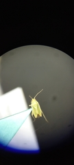 Miridae