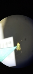 Miridae