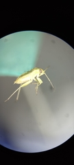 Miridae