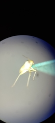 Miridae