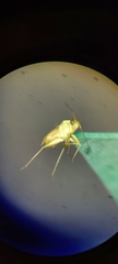 Miridae