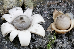 Geastrum morganii