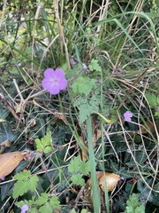 Geranium robertianum
