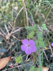 Geranium robertianum