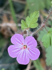 Geranium robertianum