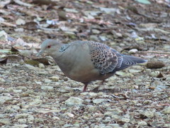 Streptopelia orientalis