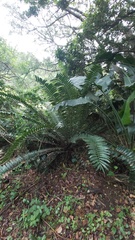 Encephalartos