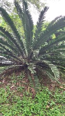 Encephalartos